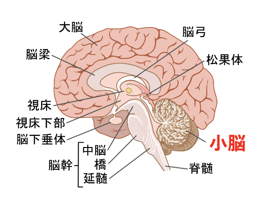 図１：大脳と脳幹、小脳の位置