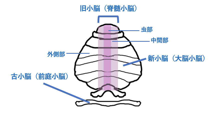 図2：小脳の解剖