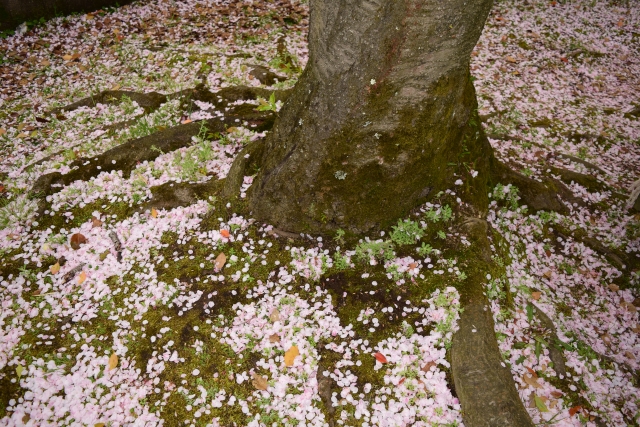 桜の根が地面に這っている画像