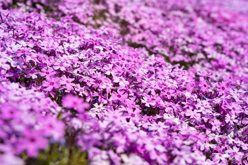 ピンク色の芝桜の花畑の写真