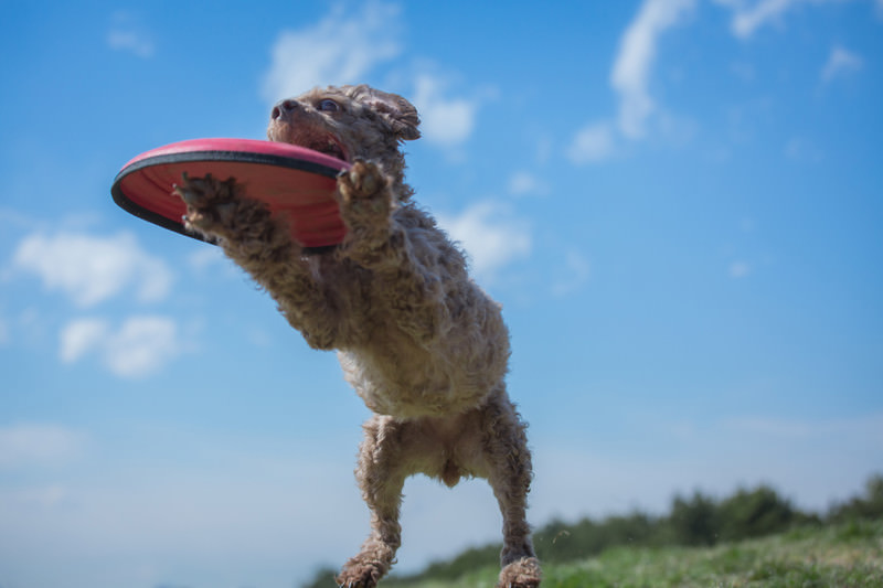 犬がフリスビーをとらえた瞬間の写真