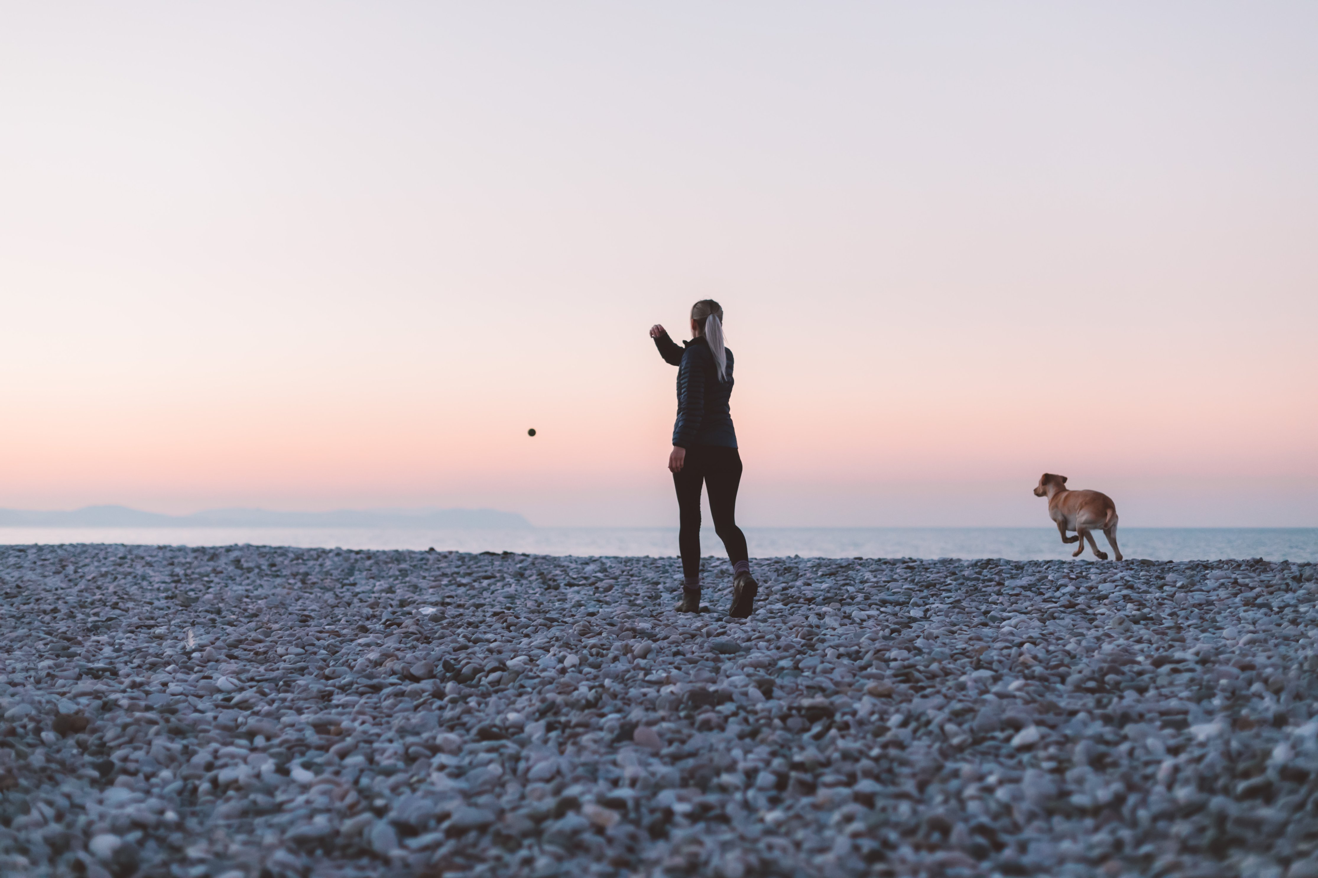 奥側に向かって物を投げる女性と、物を追いかける犬の画像
